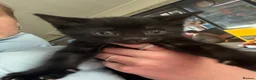 Mixed Breed cats for sale: kittens - Advert 14