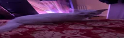 Turkish Angora cats for sale: Turkish - Advert 4
