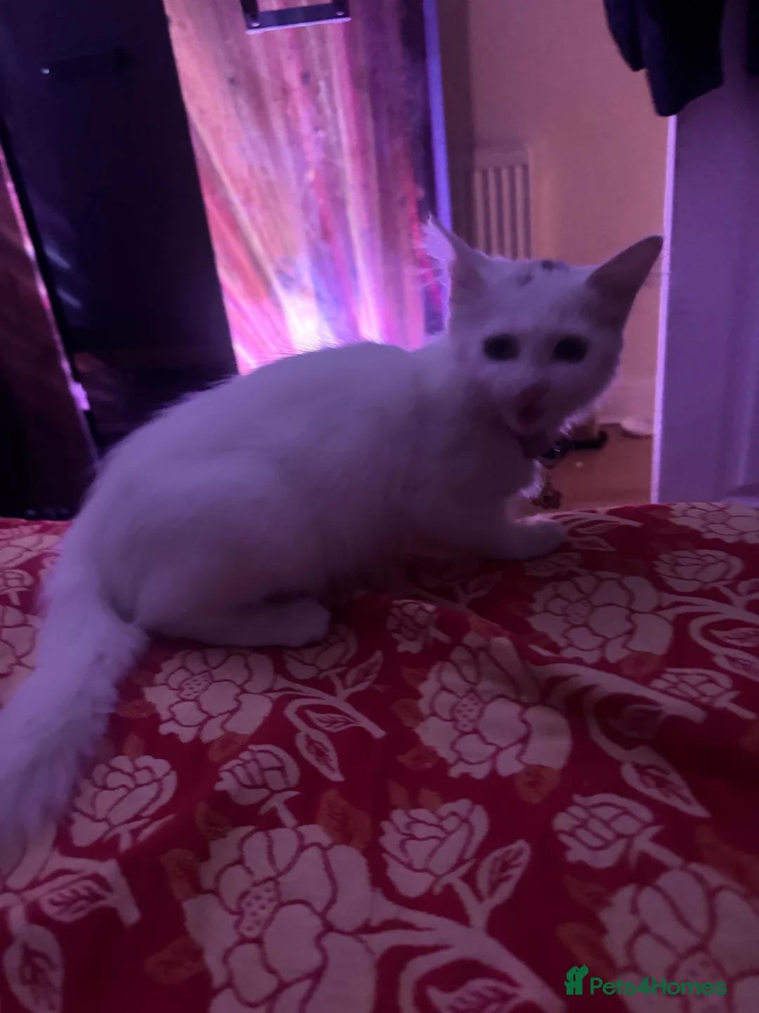 Turkish Angora cats for sale: Turkish - Advert 4