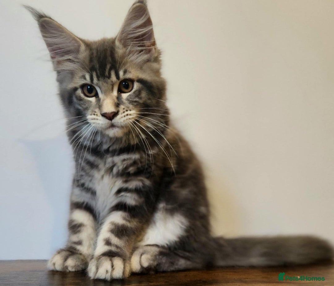 Maine Coon cats for sale: MAINE COON KITTENS READY NOW ❤️❤️ TICA REGISTERED - Image 8