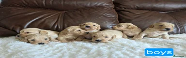 Cockapoo 3