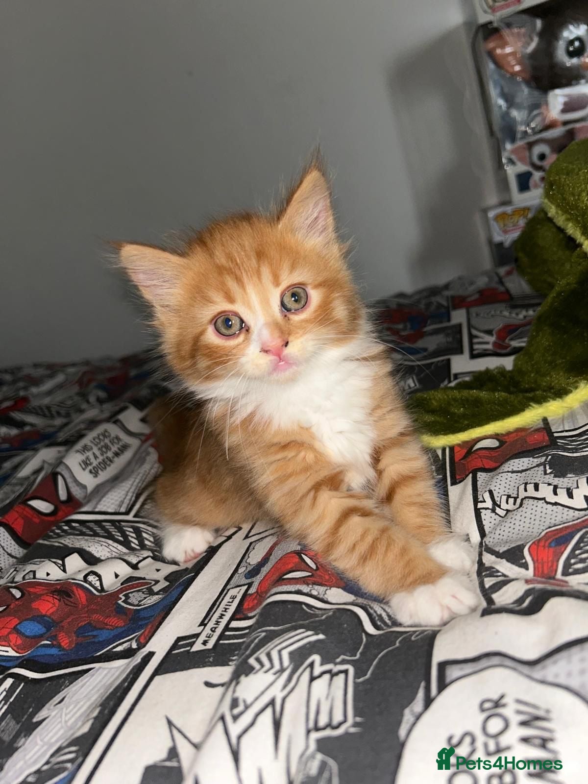 Mixed Breed cats 4 Beautiful kittens - Advert 2