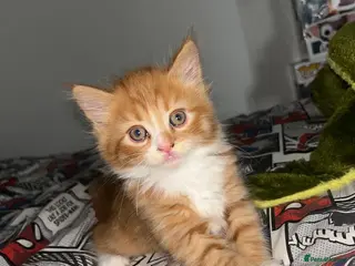 Mixed Breed cats 4 Beautiful kittens - Advert 2