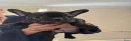 French Bulldog dogs for sale: stunning french bulldogs - Advert 19