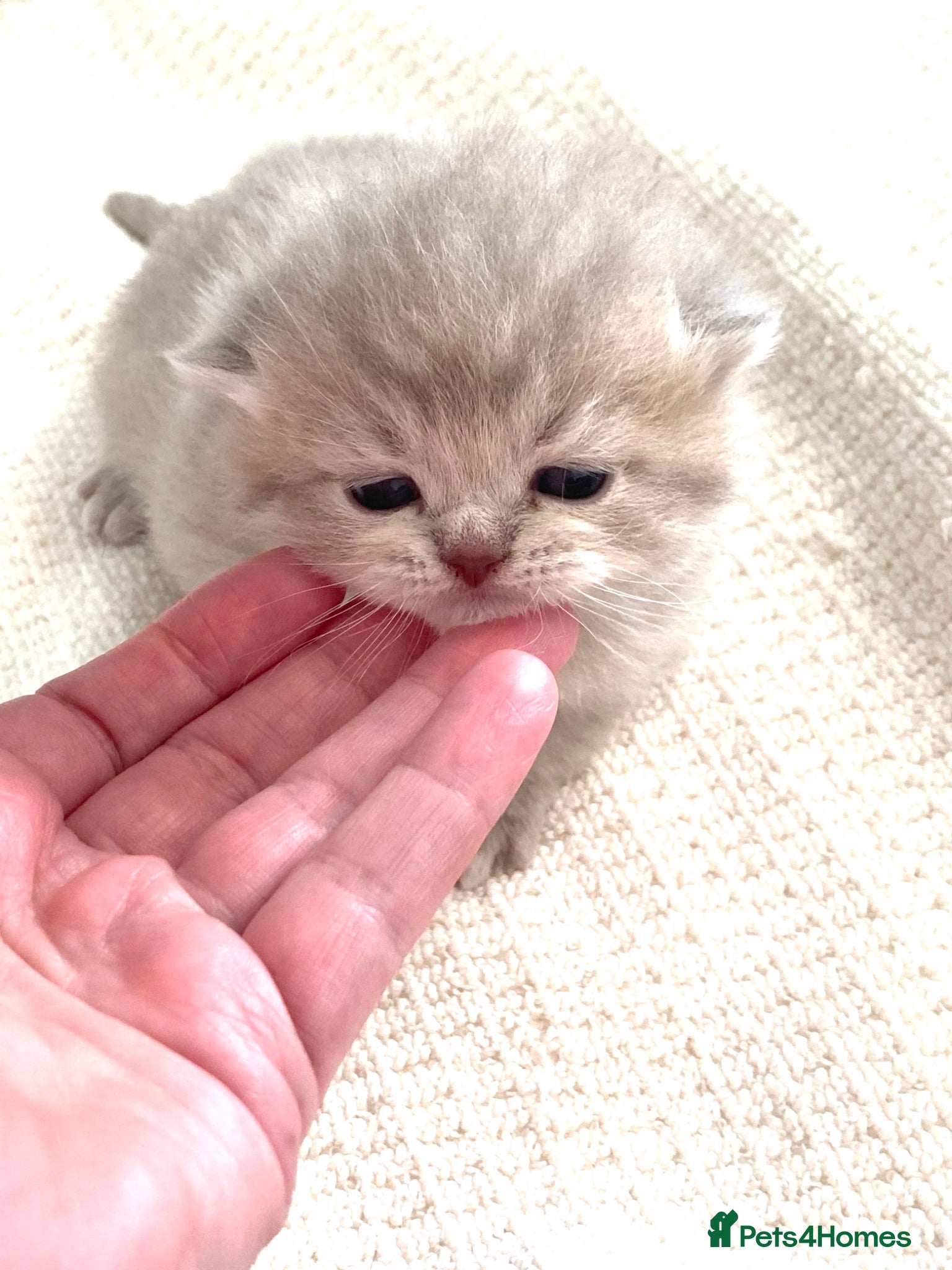 British Shorthair cats British Shorthair Pedigree Kittens - Advert 1