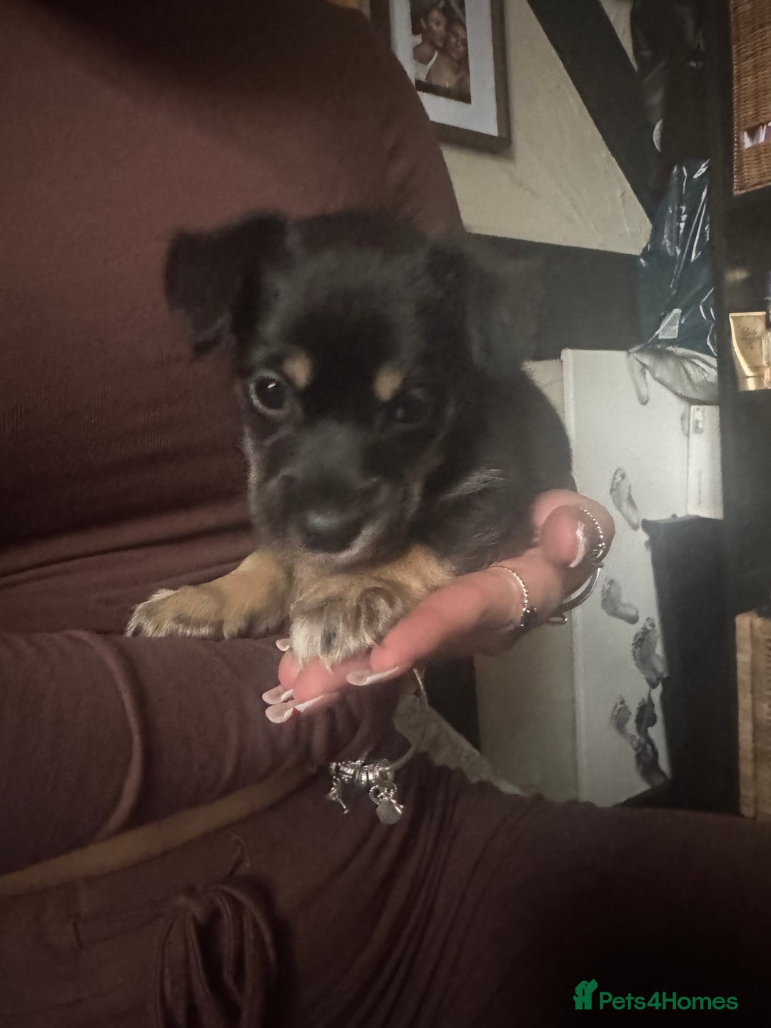 Mixed Breed dogs for sale: Husky cross cockerspaniel puppies  - Advert 2