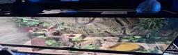 Garter Snake reptiles for sale: X2 albino garter snakes with enclosure  in Ammanford - Advert 2