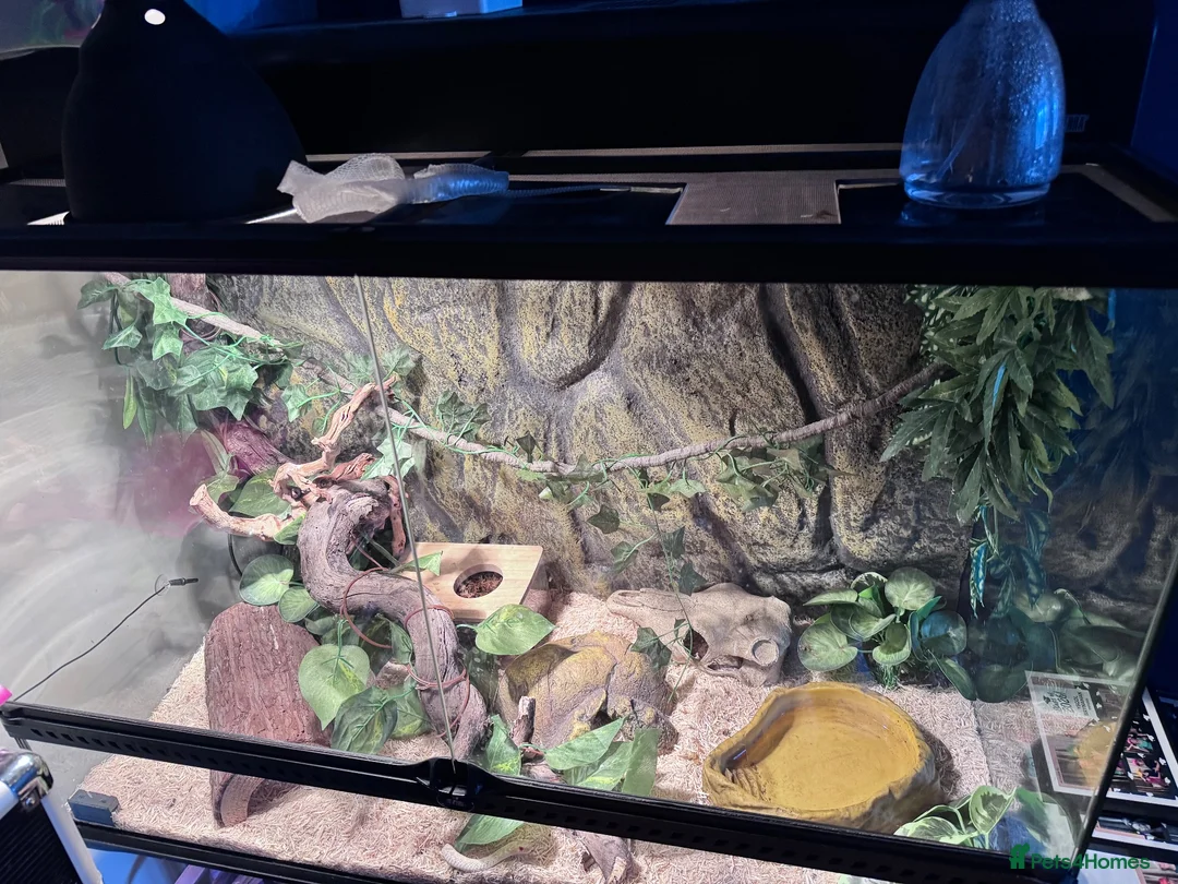 Garter Snake reptiles for sale: X2 albino garter snakes with enclosure  in Ammanford - Advert 2