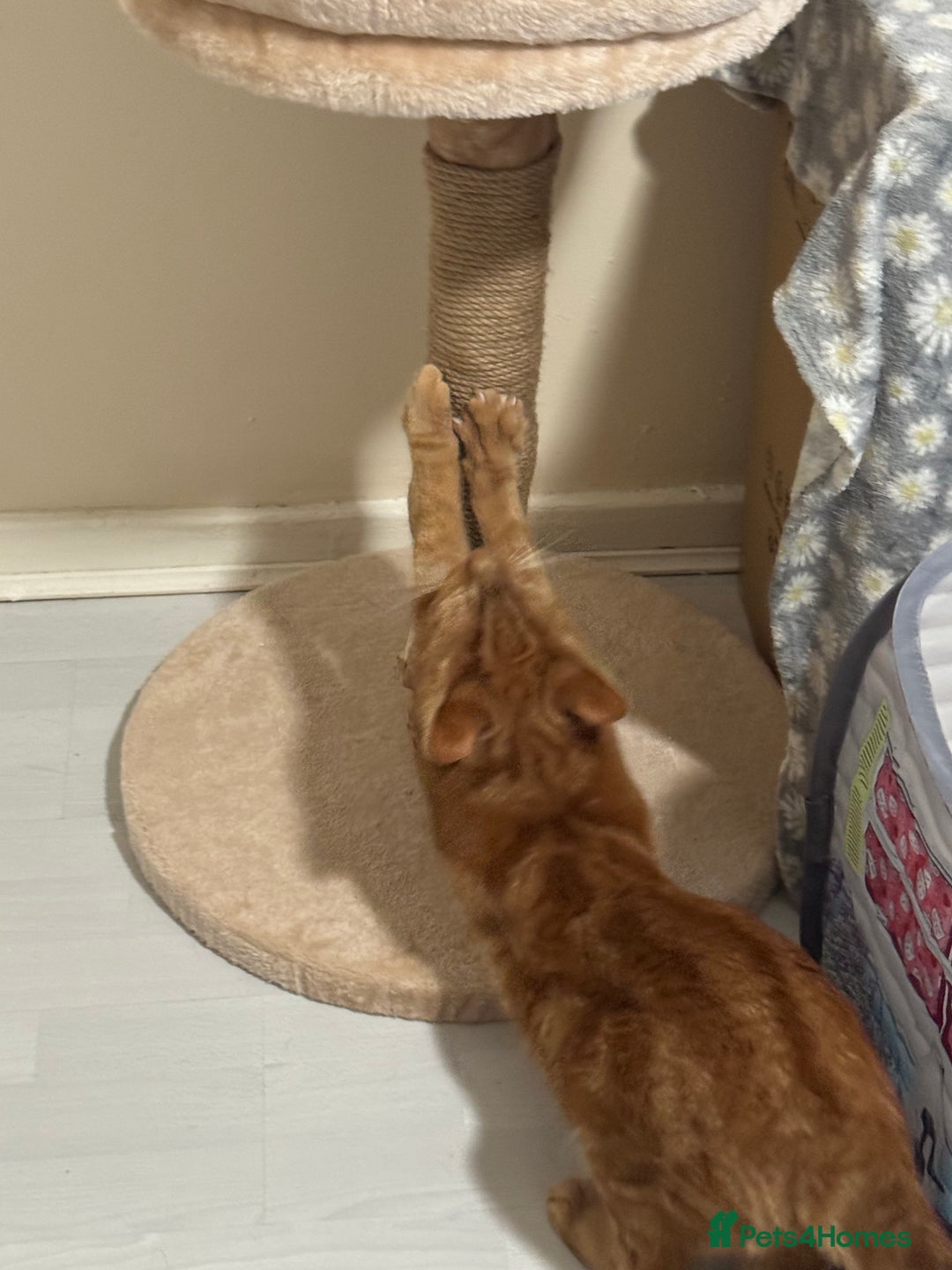 Domestic Shorthair cats for sale: Ginge male cat 2 years old  - Image 8