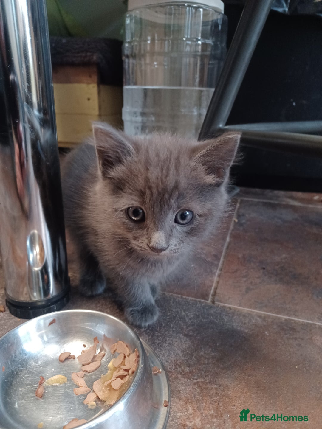 Mixed Breed cats for sale: Adorable cuddly kittens - Advert 12