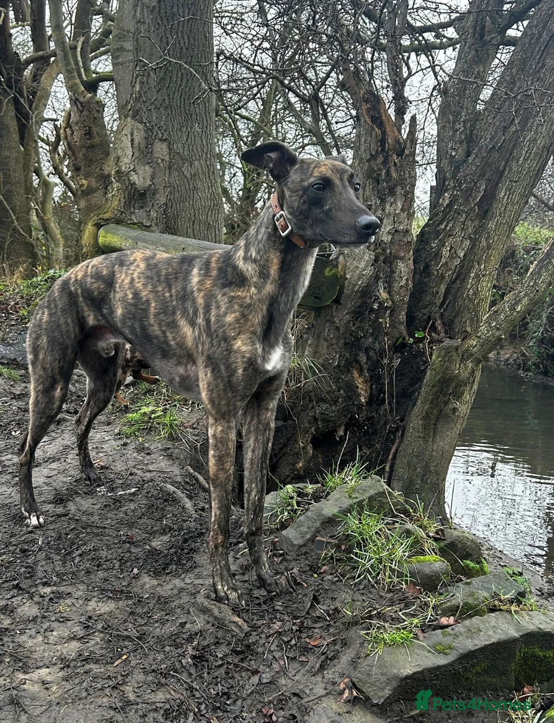 Whippet dogs for sale: Whippet girl  - Advert 2