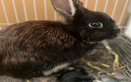 Lionhead rabbits for sale: 10 Month Old Spayed Female LionHead Rabbit - Image 1