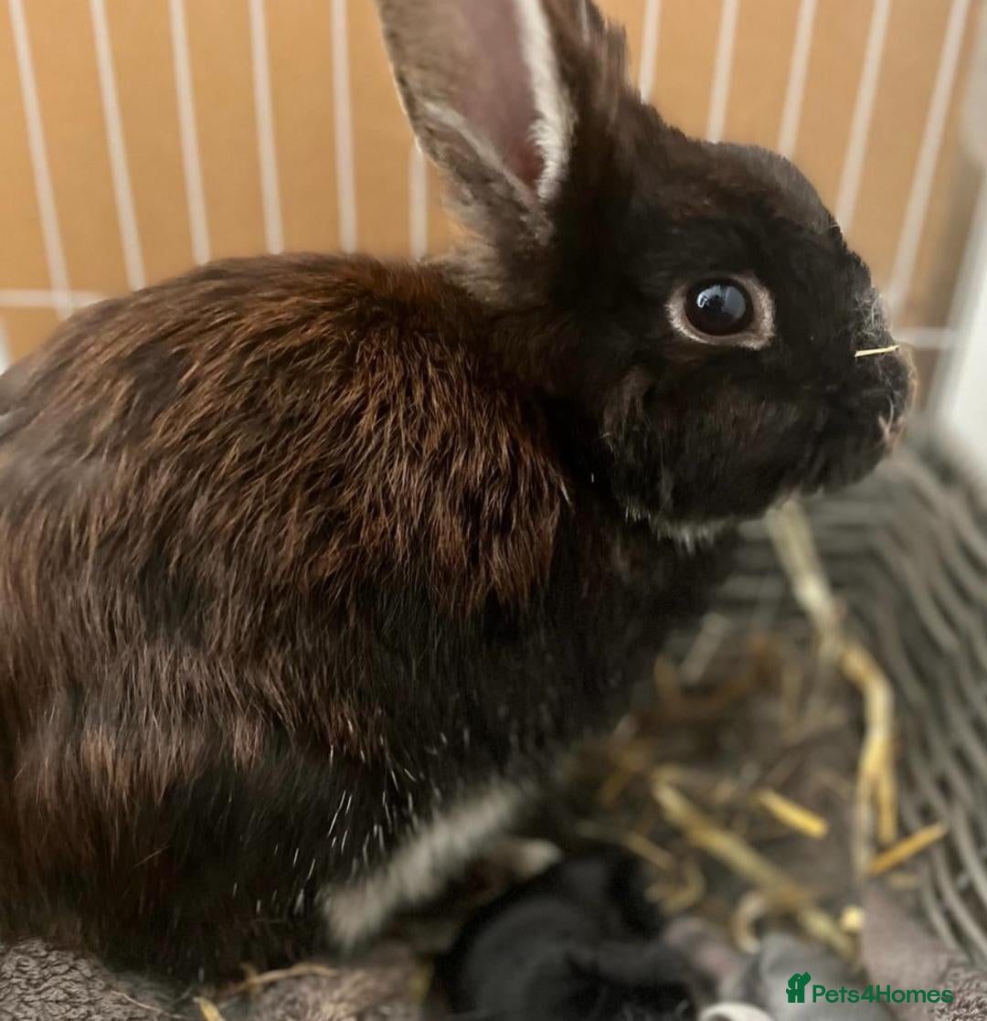 Lionhead rabbits for sale: 10 Month Old Spayed Female LionHead Rabbit - Image 1
