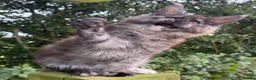 Maine Coon cats for sale: STUNNING BLACK SILVER TORTIE MAINE COON  - Advert 1