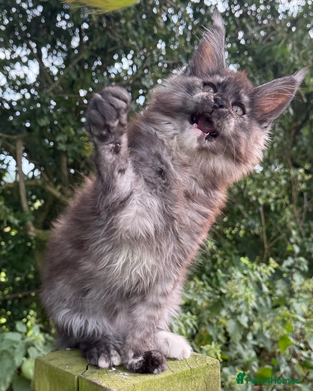 Maine Coon cats for sale: STUNNING BLACK SILVER TORTIE MAINE COON  - Advert 1