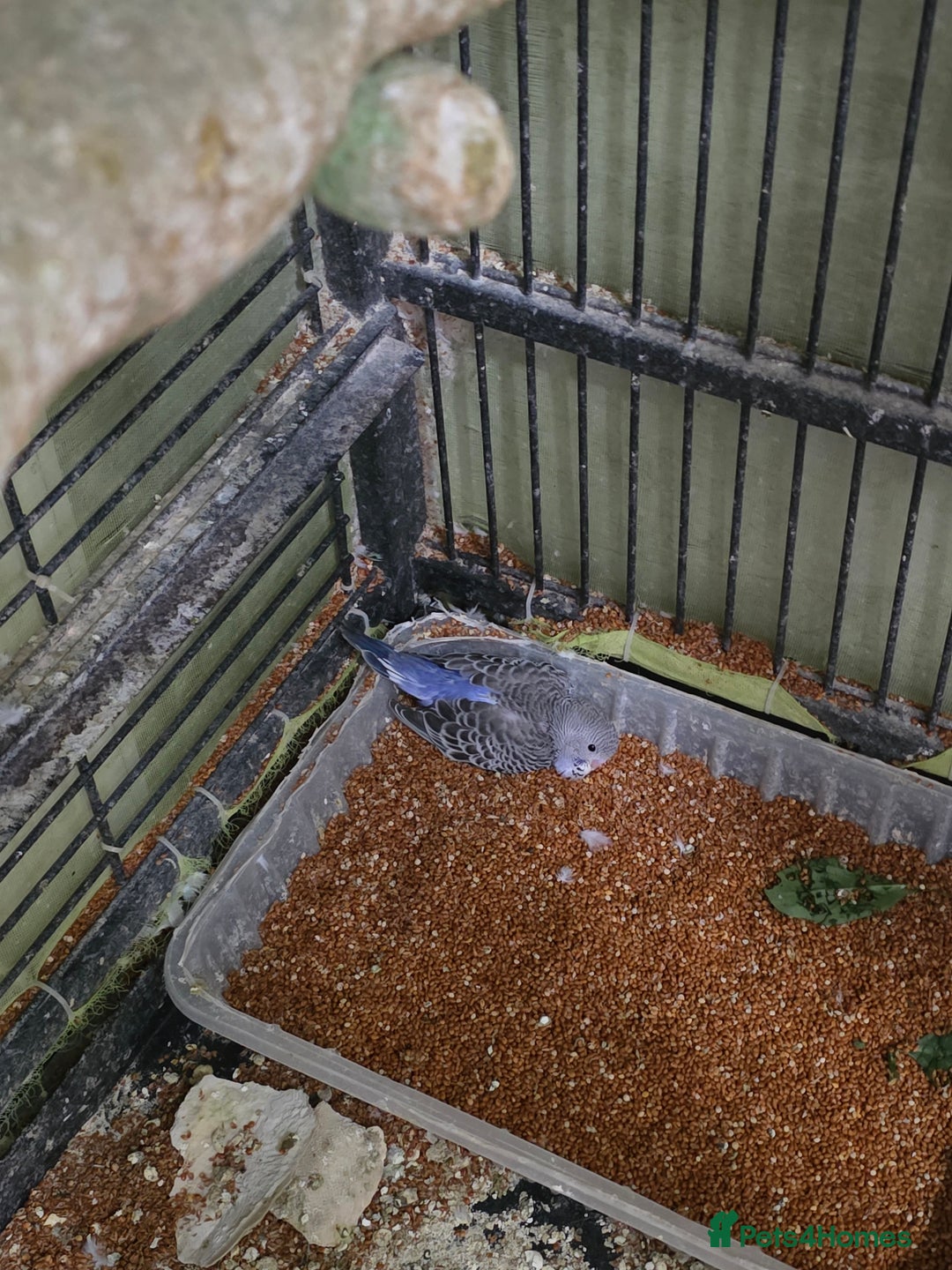 Budgerigars birds for sale: Budgies for sale - Advert 4