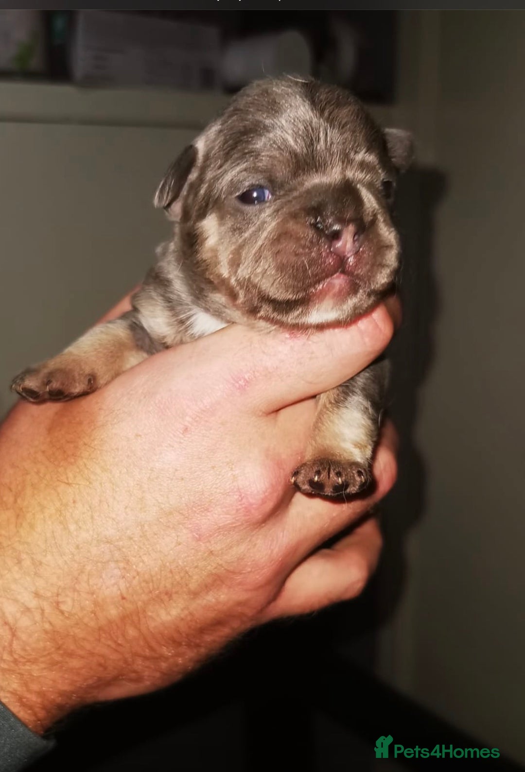 French Bulldog dogs for sale: French Bulldogs New Shades Top Lines DonFrenchie  - Advert 1