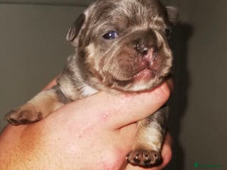 French Bulldog dogs French Bulldogs New Shades Top Lines DonFrenchie - Advert 14