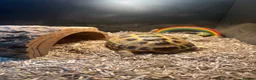 Hermann Tortoise reptiles for sale: Male Tortoise  in Bedford - Advert 3
