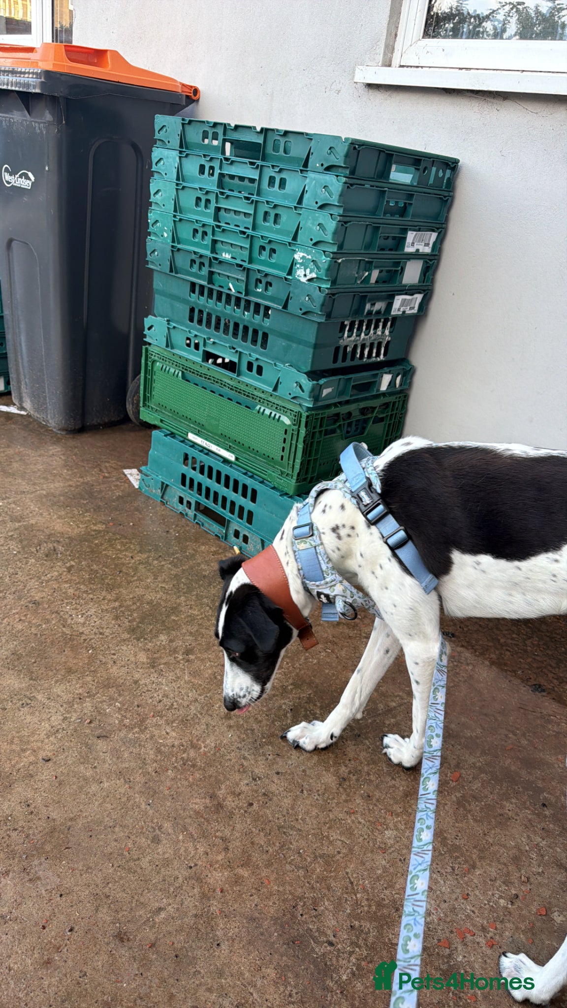 Mixed Breed dogs 1 year old female mixed breed for good home  - Advert 1