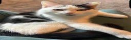Mixed Breed cats for sale: Free 2 year old male to a good home in Newcastle upon Tyne - Advert 2