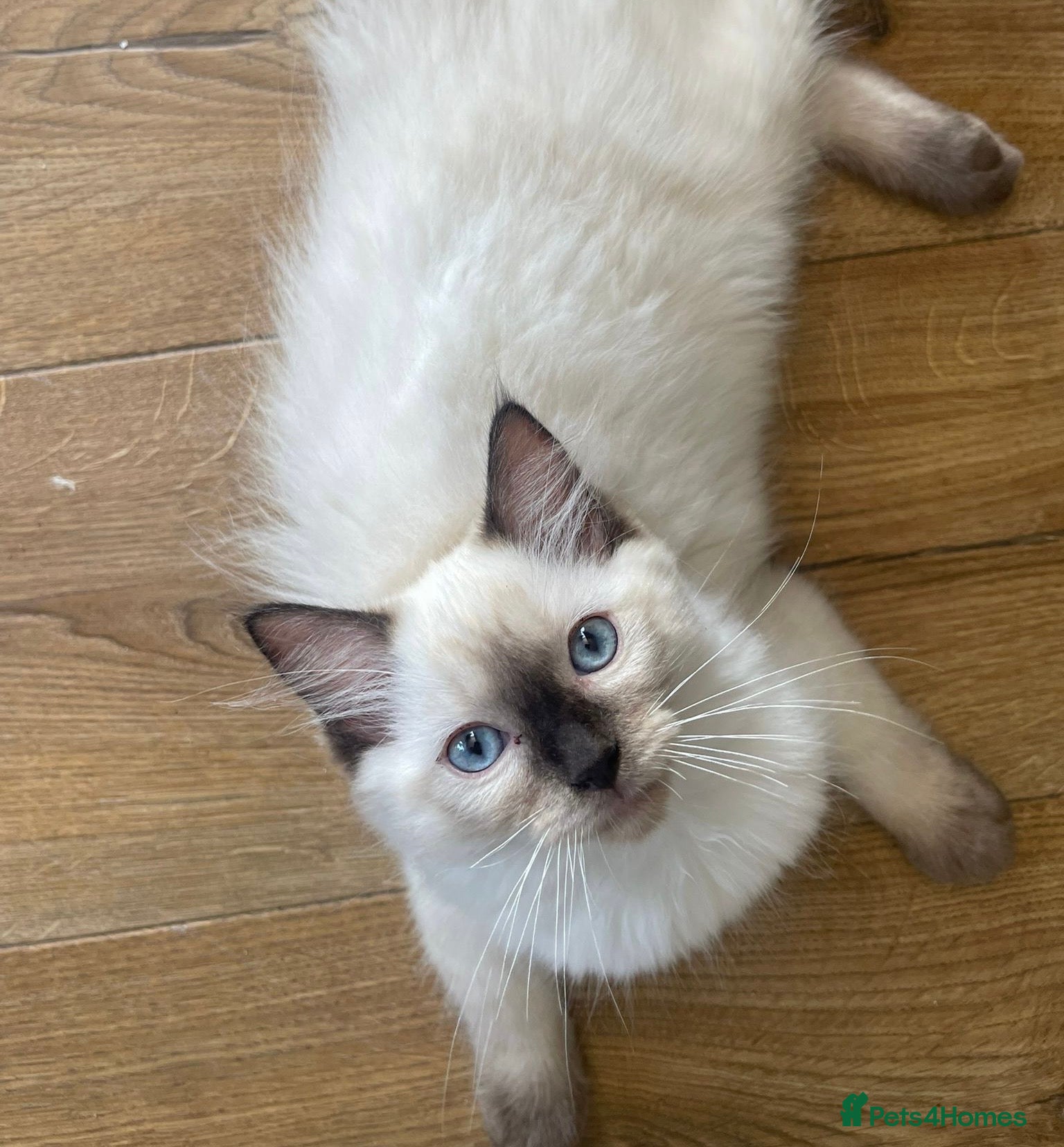 Ragdoll cats 2 left! Ready to go!! Stunning Ragdolls for you 🥰 - Advert 8