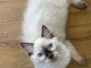 Ragdoll cats 2 left! Ready to go!! Stunning Ragdolls for you 🥰 - Advert 8