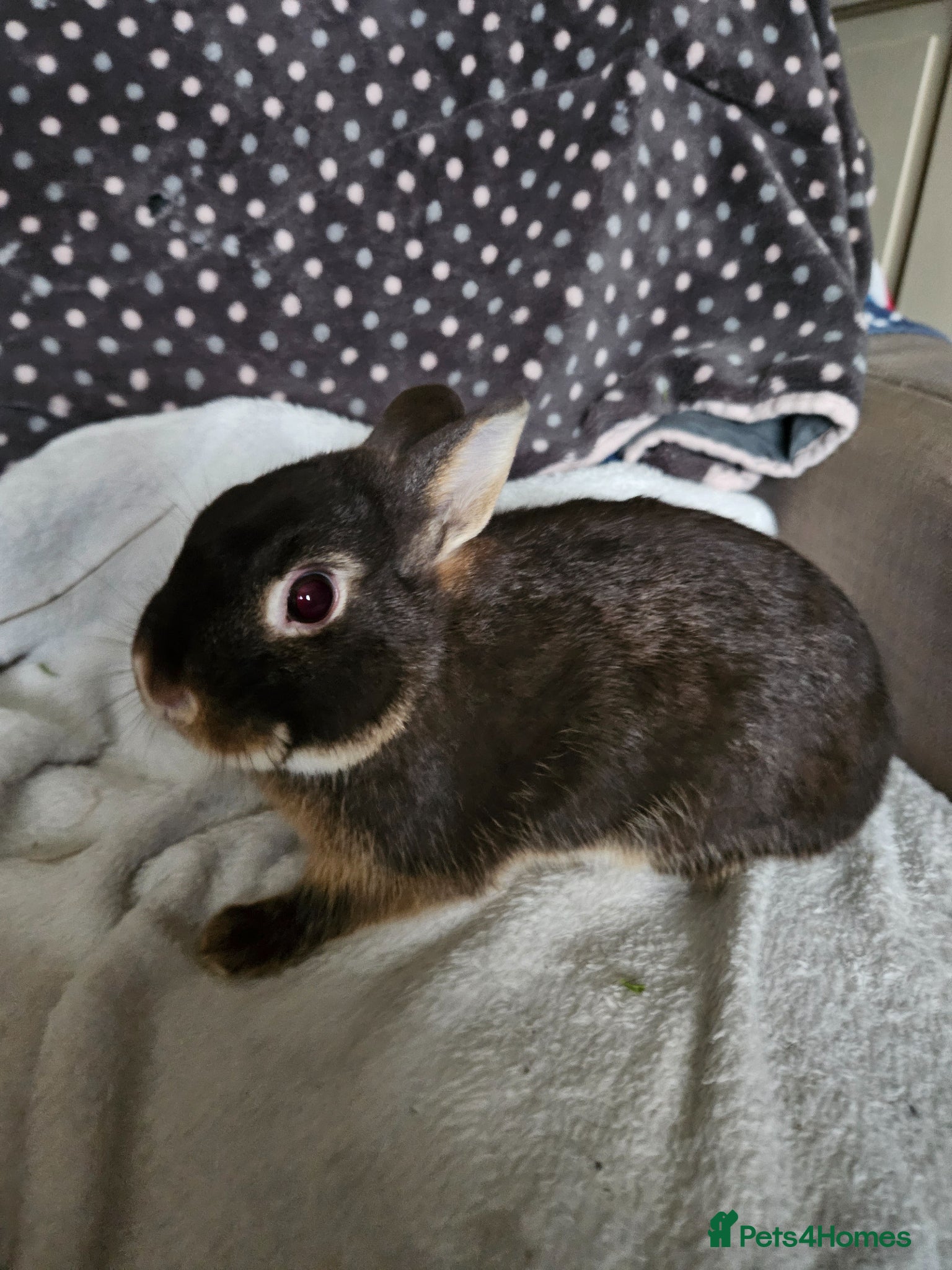 Netherland Dwarf rabbits Chocolate Otter boy - Advert 4