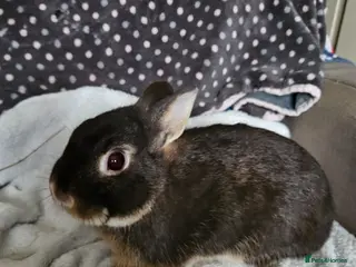 Netherland Dwarf rabbits Chocolate Otter boy - Advert 2