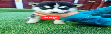 Siberian Husky Puppy 2