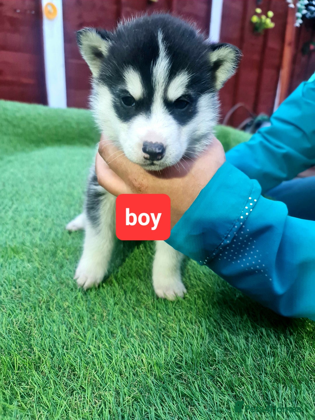 Siberian Husky dogs for sale: 6 siberian husky  - Advert 22