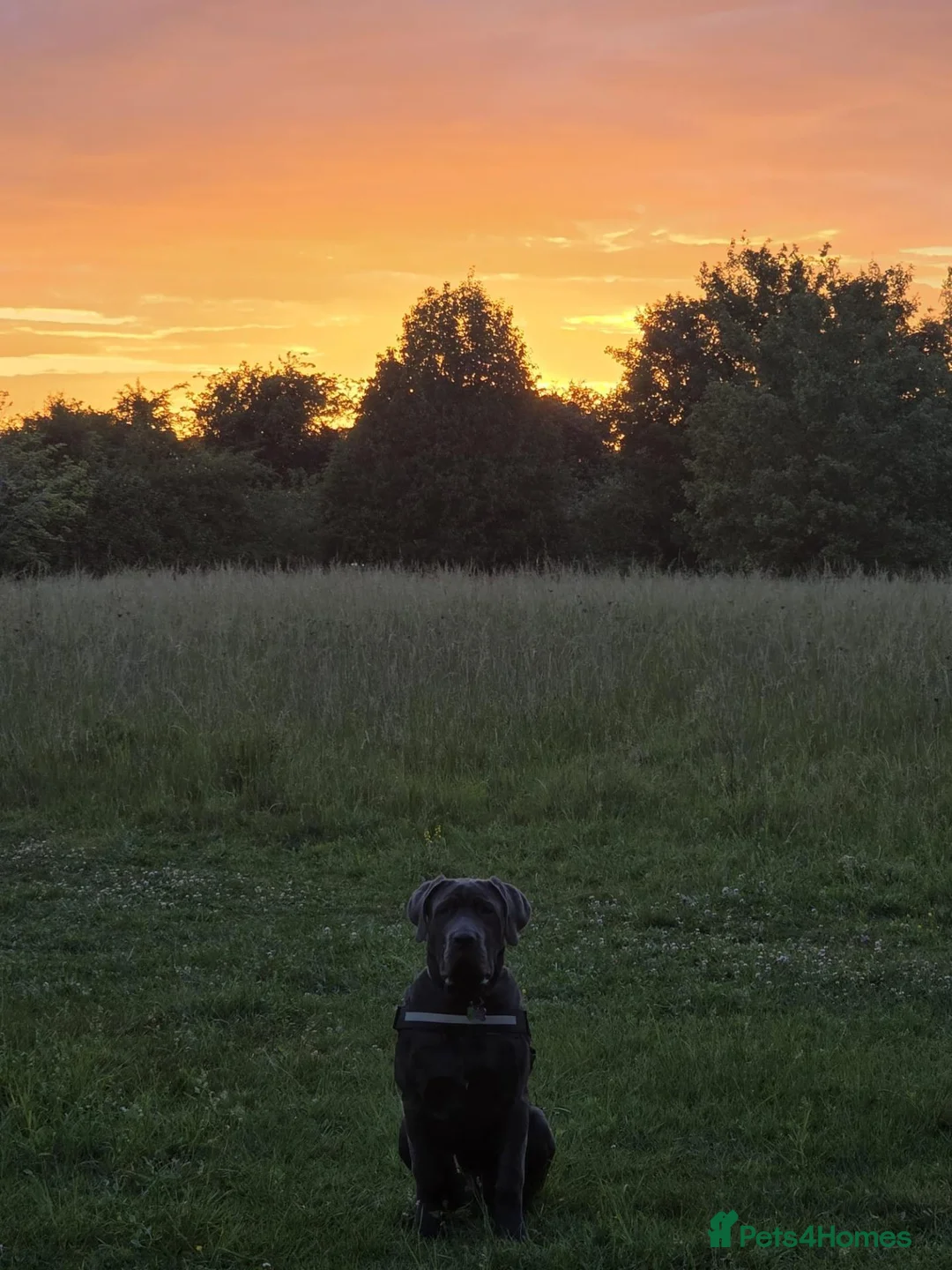 Neapolitan Mastiff dogs for sale: Neapolitan mastiff  **  - Advert 3