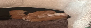 Domestic Shorthair 2