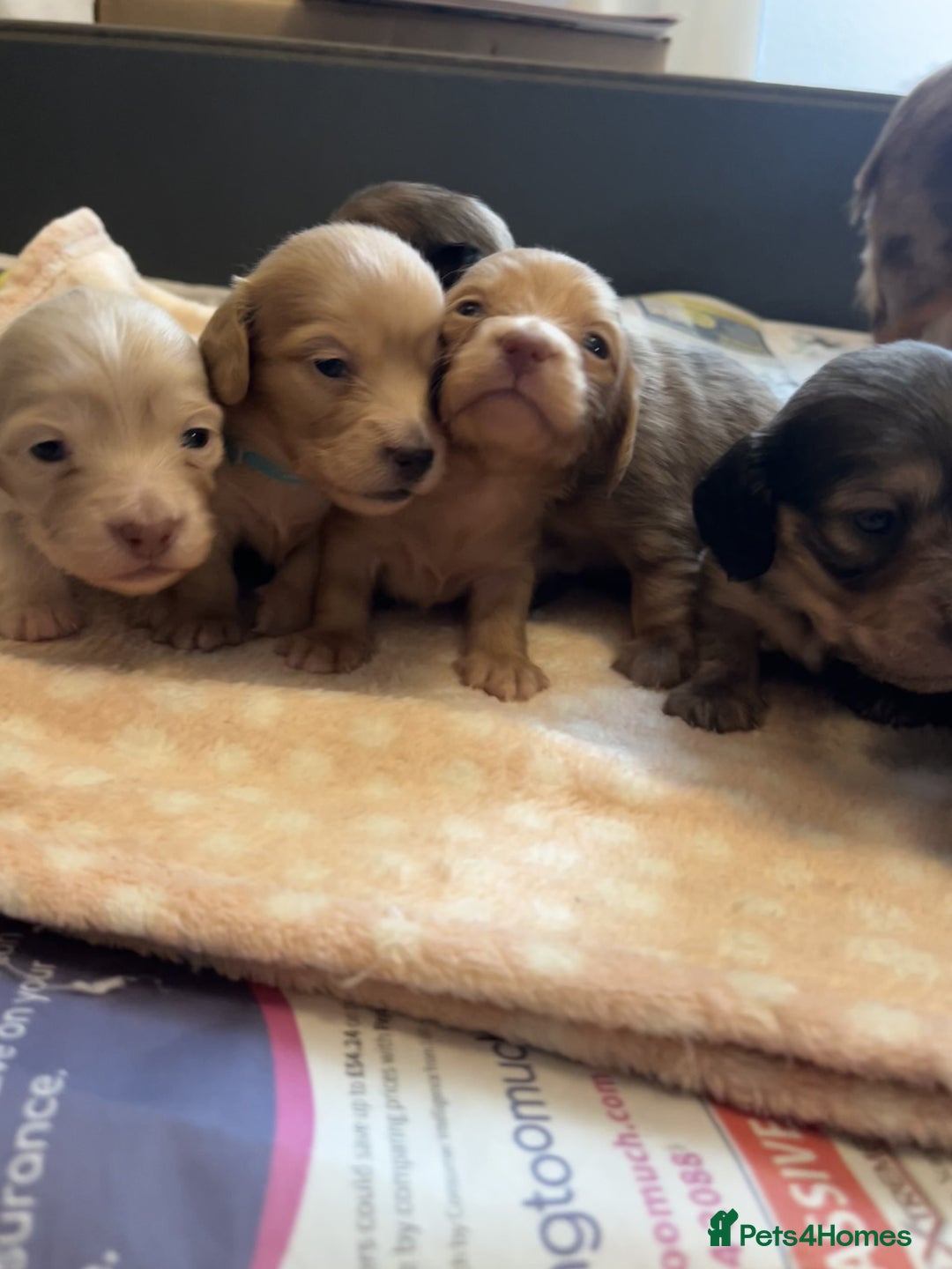 Miniature Dachshund dogs for sale: Red & Shaded Cream! KC Mini Long Haired Dachshunds - Image 23