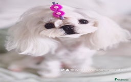 Maltese dogs for sale: 🩷Exquisite Full Korean Maltese Puppies🩵 - Image 10
