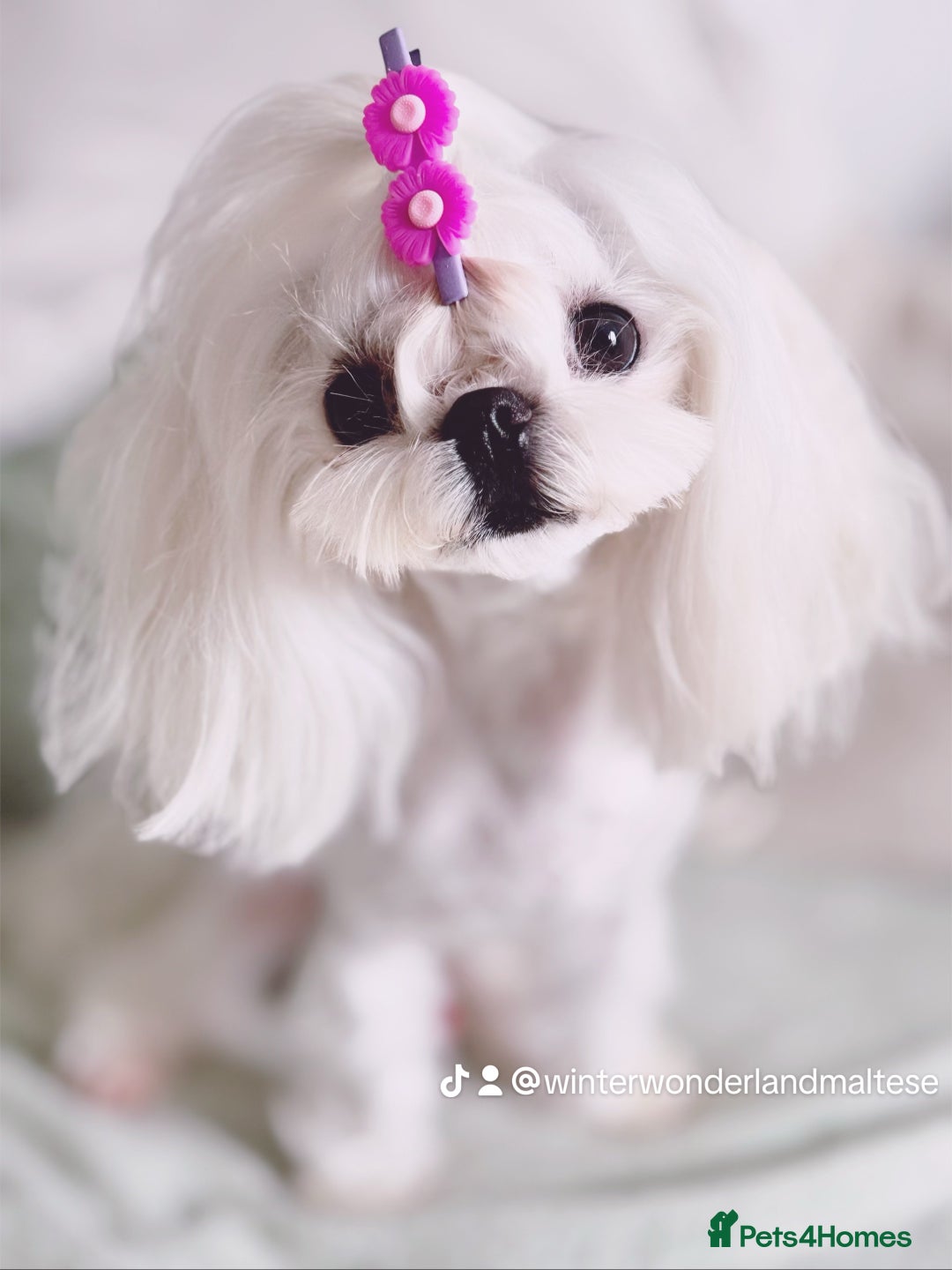 Maltese dogs for sale: 🩷Exquisite Full Korean Maltese Puppies🩵 - Image 10
