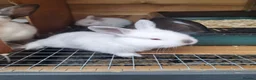 Mixed Breed rabbits for sale: Californian cross New Zealand White Rabbits  - Advert 14