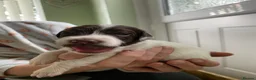English Springer Spaniel dogs for sale: Gorgeous springer spaniel pups in Darlington - Advert 5