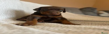 Dobermann Puppy (Brown and Tan) - Green