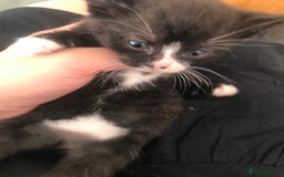 Mixed Breed cats for sale: Fluffy female kittens!  - Image 3