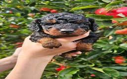 Cockapoo dogs for sale: F2 Cockapoo puppies for sale  - Image 3