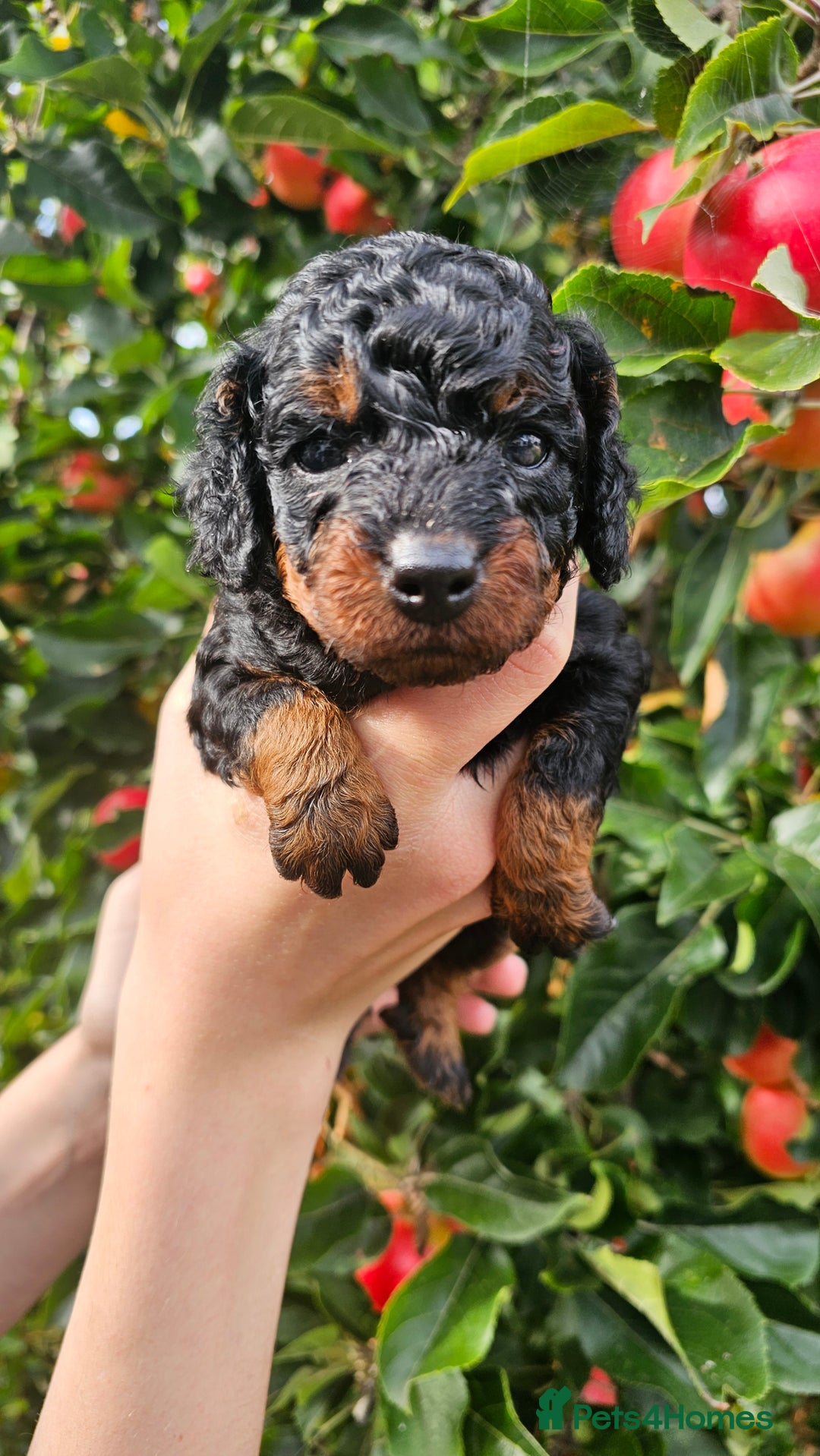 Cockapoo dogs for sale: F2 Cockapoo puppies for sale  - Image 3