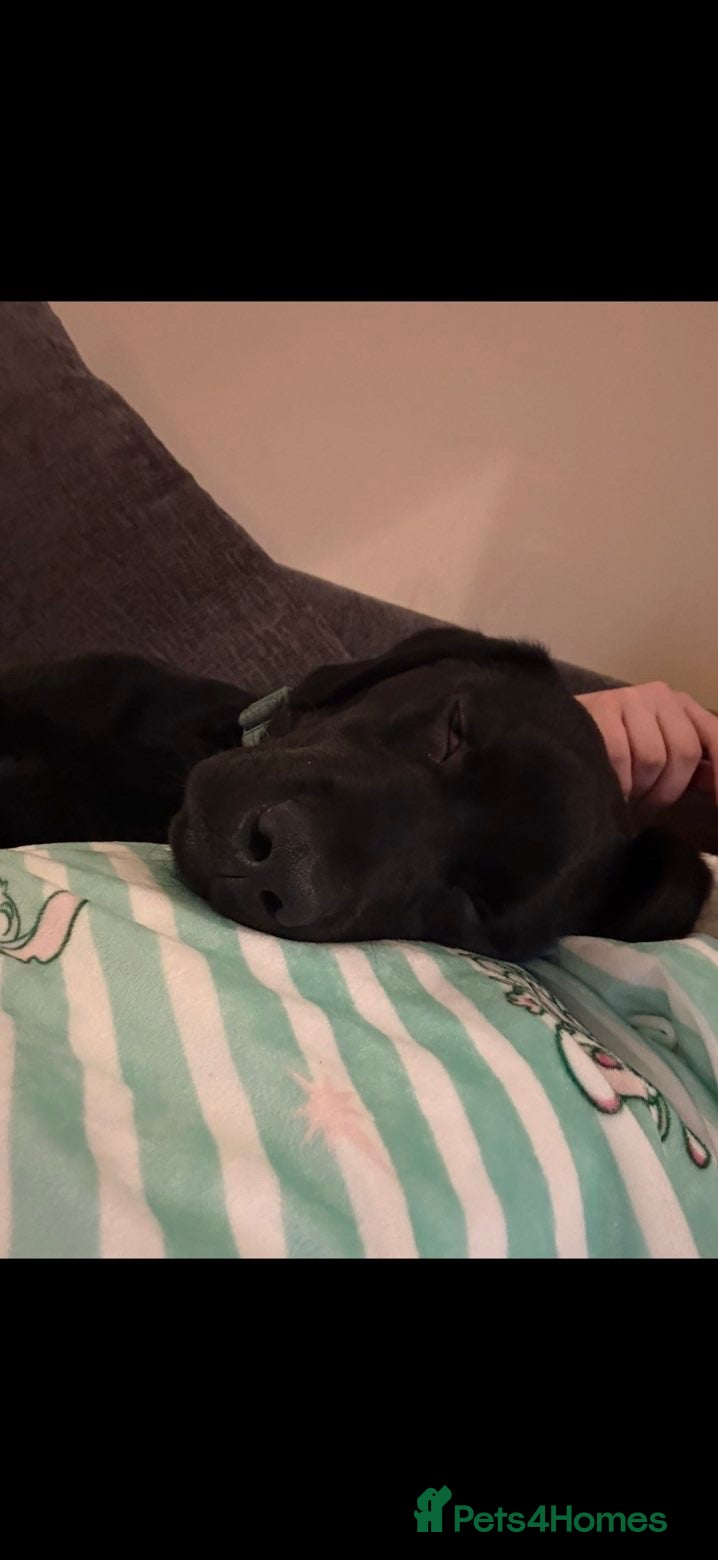 Labrador Retriever dogs for sale: Black Labrador puppy - Advert 3