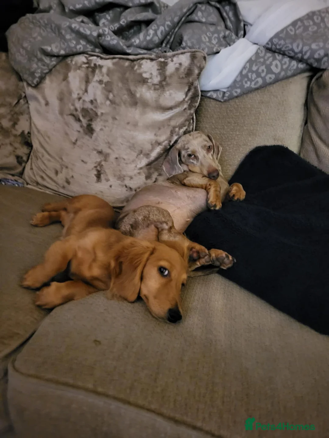 Miniature Dachshund dogs for sale: Beautiful miniature dachshunds  - Advert 15