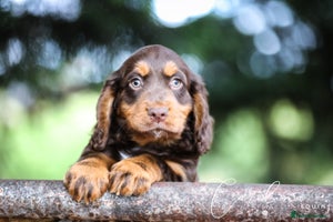 Cocker Spaniel dogs Outstanding Working Cockers 1 Chocolate Boy Left - Advert 6