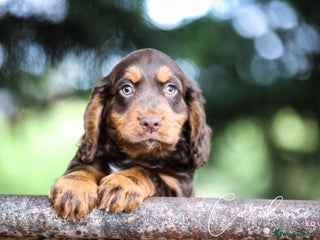 Cocker Spaniel dogs - Advert 26