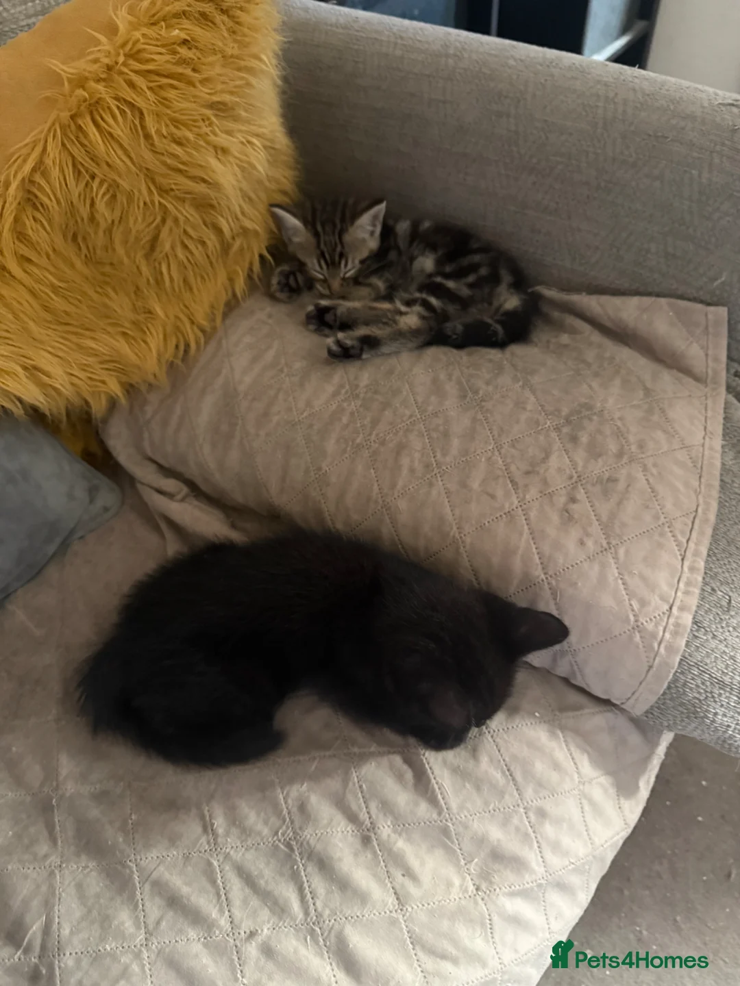 Mixed Breed cats for sale: 1 tabby 1 black kitten - Advert 2