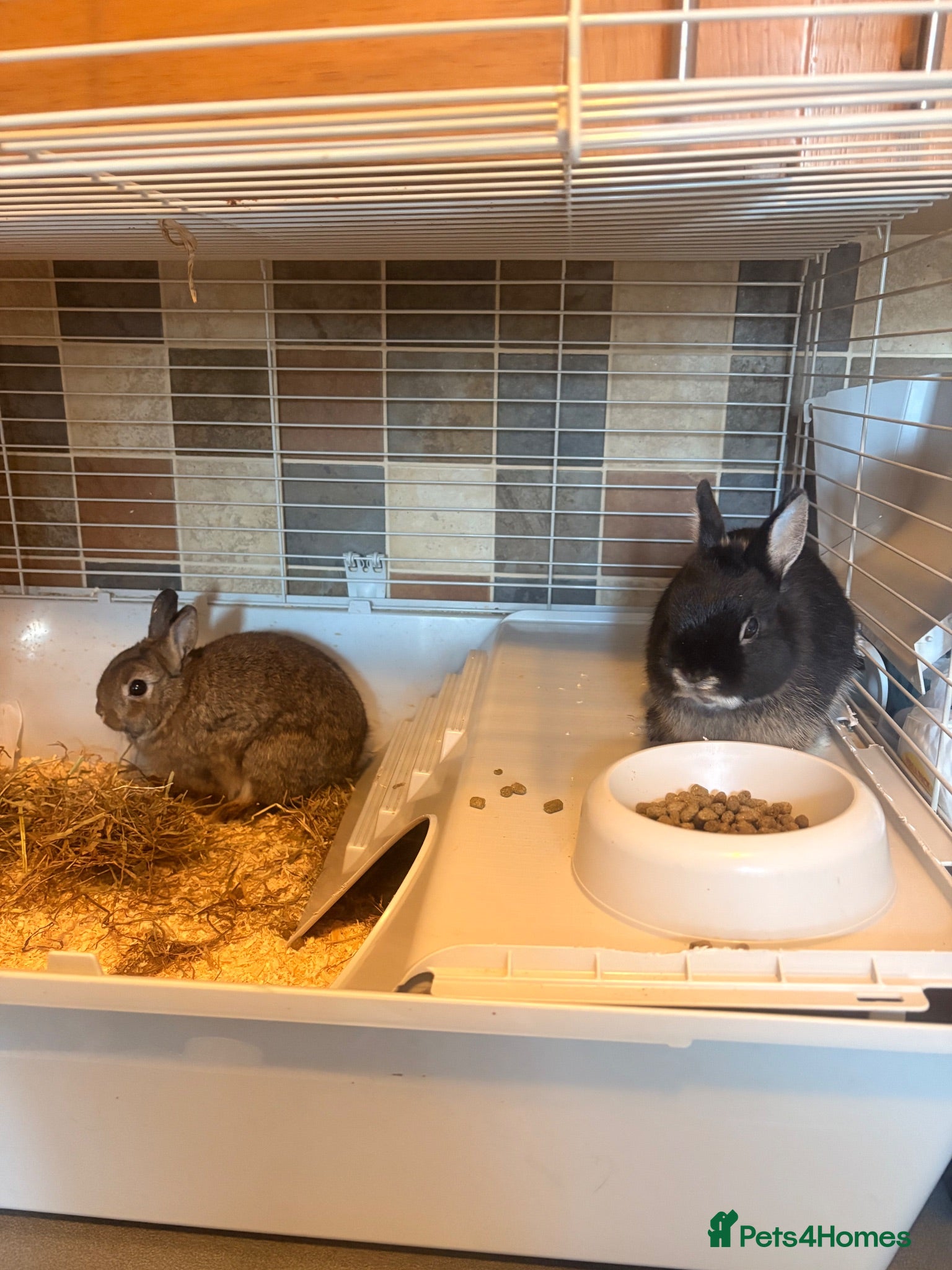 Dwarf Lop rabbits 2x mini little boy bunnies free to a new home 🏠  - Advert 1