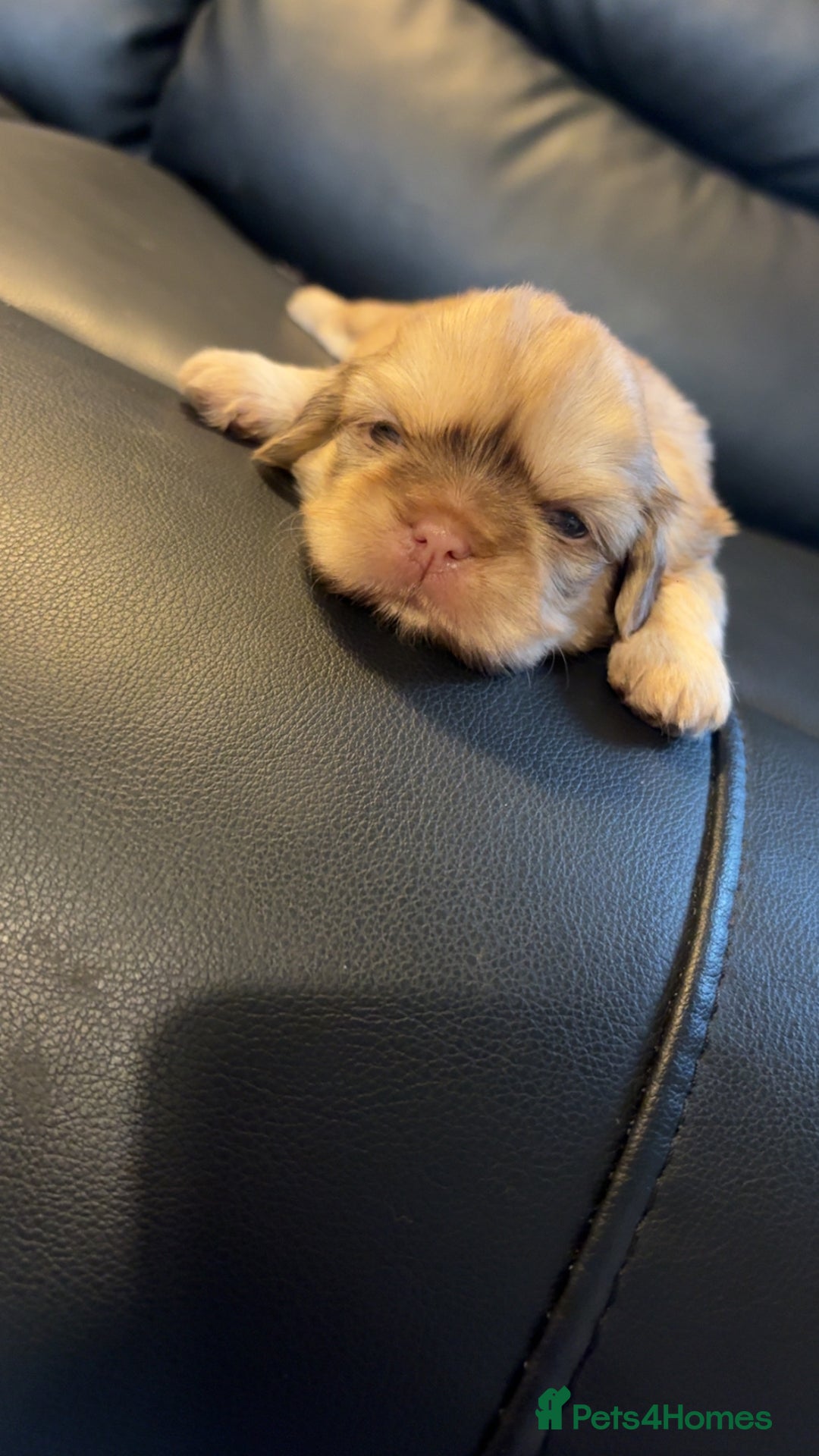 Shih Tzu dogs for sale: Shih Tzu pups  - Advert 9