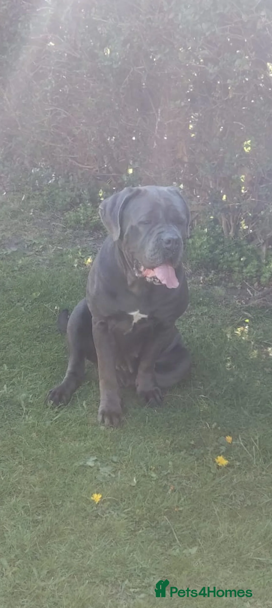 Cane Corso dogs for sale: Planned pregnancy beautiful blue cane corso litter - Advert 4